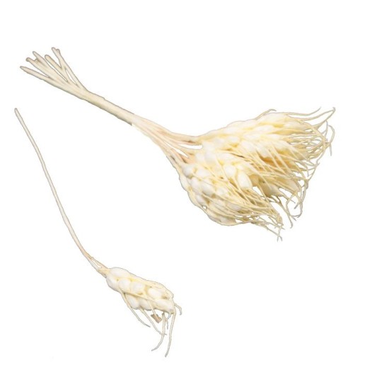 Weizen Für Besondere Dekorationen 12 Stück - Y55006 - Mytortenland